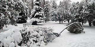 Снегопад ломает деревья